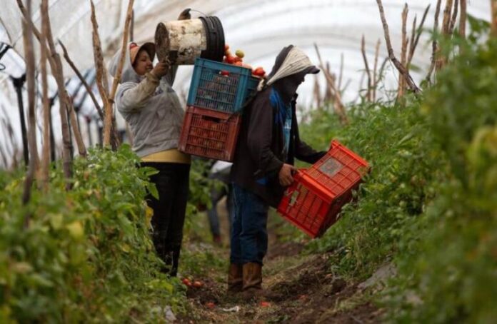 CANADÁ DEJA DE OTORGAR PERMISOS DE TRABAJO A EXTRANJEROS