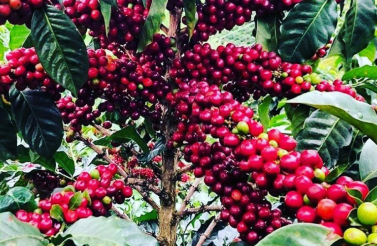 CRISIS CAFETERA: EMERGENCIA CLIMÁTICA Y COSTOS ELEVAN LOS PRECIOS