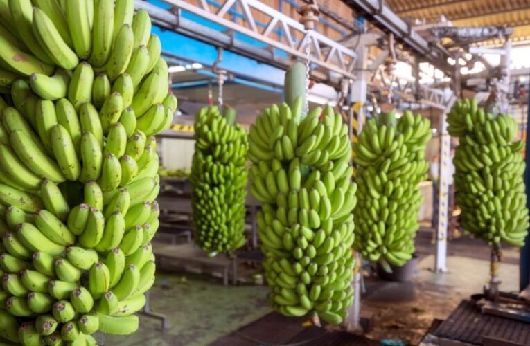 EL BANANO AHORA ES FRUTA DE LUJO