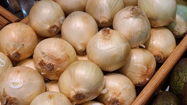 CEBOLLA DE LUJO POR EL “PIOJILLO” EN HONDURAS